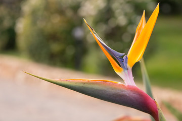 Strelitzia