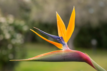 Strelitzia