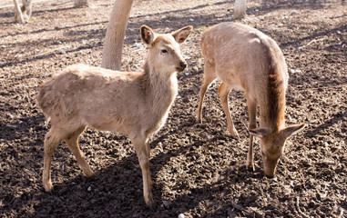 Deer in the park on nature in winter