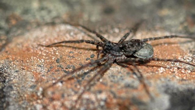 Closeup of a Large Hairy Spider on a Rock
