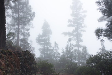 Pinus canariensis. Misty foggy forest in Tenerife, Spain, winter weather