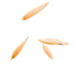 Corn oats on a white background