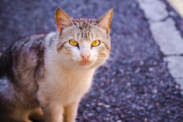 Beautiful stray abandoned cat