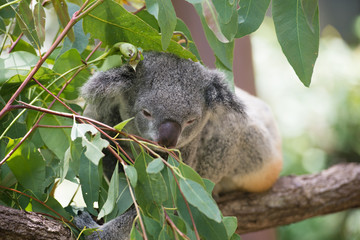 居眠り中のコアラ