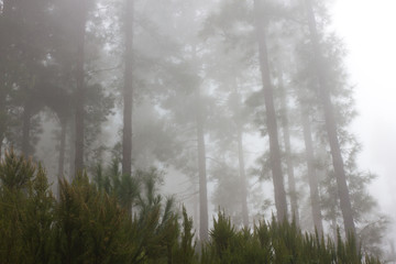 Pinus canariensis. Misty foggy forest in Tenerife, Spain, winter weather