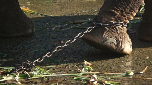 Captive Elephant Tied with a Chain in Southeast Asia