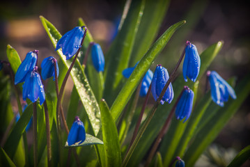 Violette flowers