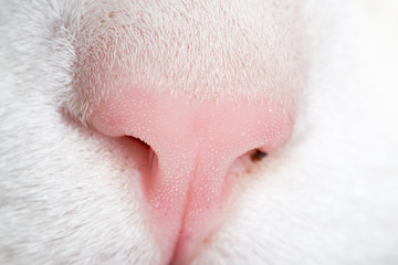 Beautiful cat's nose as a background