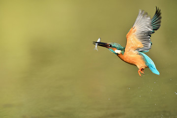 カワセミの捕食