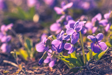 Violette flowers