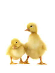 chicken goose