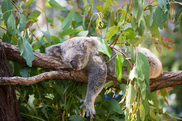 居眠り中のコアラ