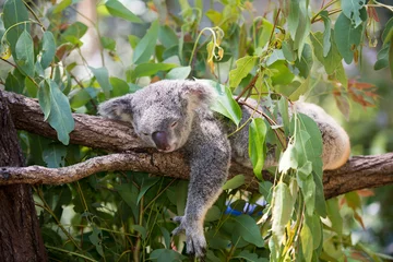 Keuken foto achterwand Koala Koala dommelen
