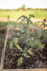 Seedlings tomato with yellow leaves  garden patch