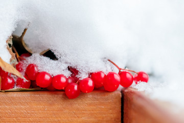 Red berries covered with snow