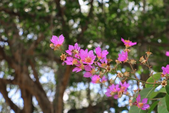 Pink crape myrtle Lagerstroemia  speciosa  or jarul flower