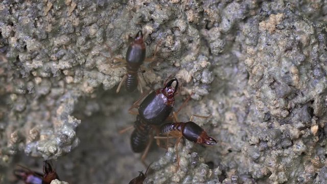 Terrestrial Termites at Entrance to Nest. FullHD footage