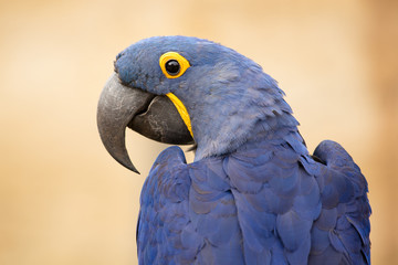 Side view close-up of a cute blue parrot