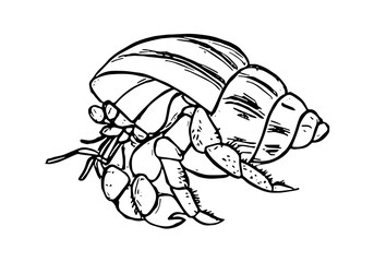 graphic hermit crab, vector
