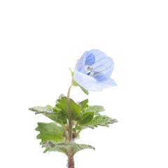 flower of persica on a white background