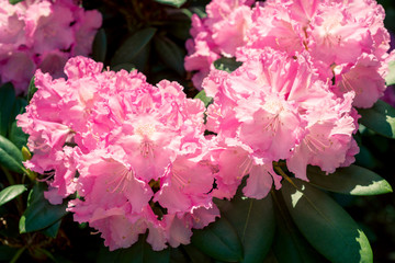 Blooming rhododendron in the garden