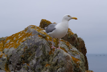 Möwe auf Felsen