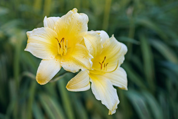 Flower yellow lily