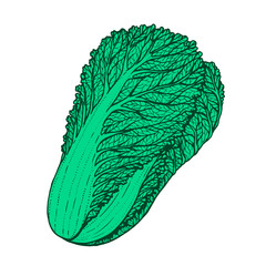 Hand drawn vector illustration of napa cabbage