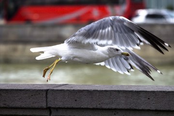 seagull in flight