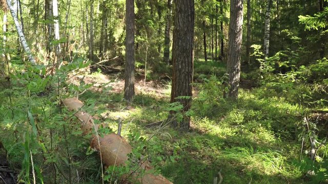 Deadfall Log in a Temperate Coniferous Forest. Video 1080p