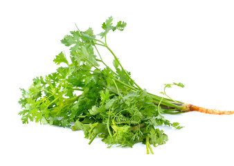 Coriander isolated on white background