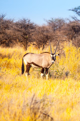 Gemsbok or gemsbuck antelope, Oryx gazelle, standing in the savanna of Kalahari Desert, Namibia, Africa.