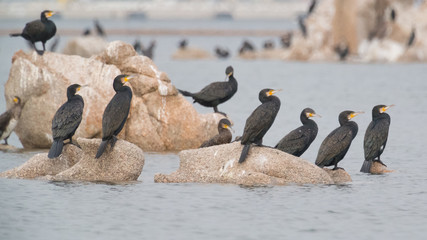 Cormorants