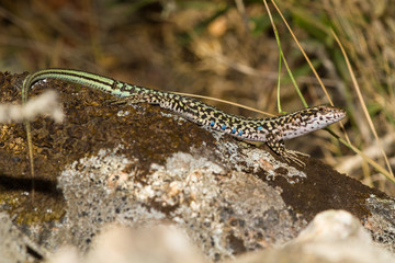 Lizard
