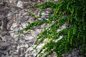 stone walls overgrown with green ivy