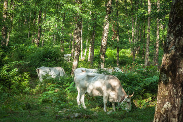 Fototapeta premium free-range cows in the forest