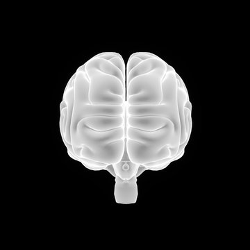 Brain anterior view