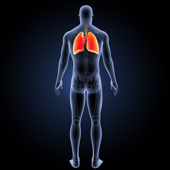 Lungs orange posterior view