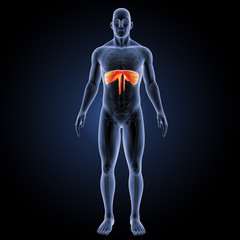 Diaphragm orange anterior view