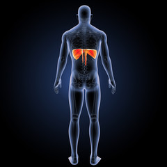 Diaphragm orange posterior view