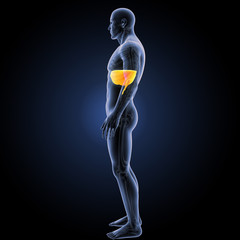 Diaphragm yellow lateral view