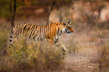 Fototapeta premium Młoda kobieta tygrysa w pięknym miejscu pełnym kolorów / dzikie zwierzę w naturalnym środowisku / Indie / duże koty / zagrożone zwierzęta / zbliżenie z tygrysicą
