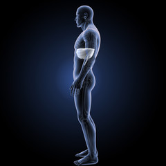 Diaphragm white lateral view