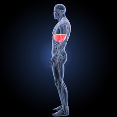 Diaphragm with anatomy lateral view