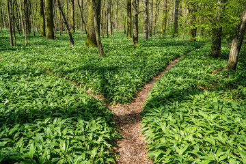 A bifurcation in the forest as a symbol to take a business decision. Wild garlic is flowering in the springtime.