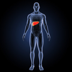 Liver with skeleton anterior view