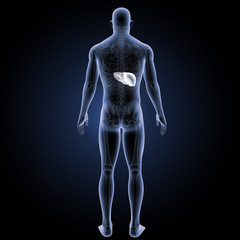 Liver with skeleton posterior view