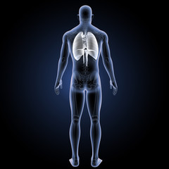 Respiratory system posterior view