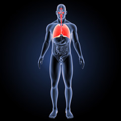 Respiratory system with organs anterior view