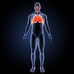 Respiratory system with body anterior view